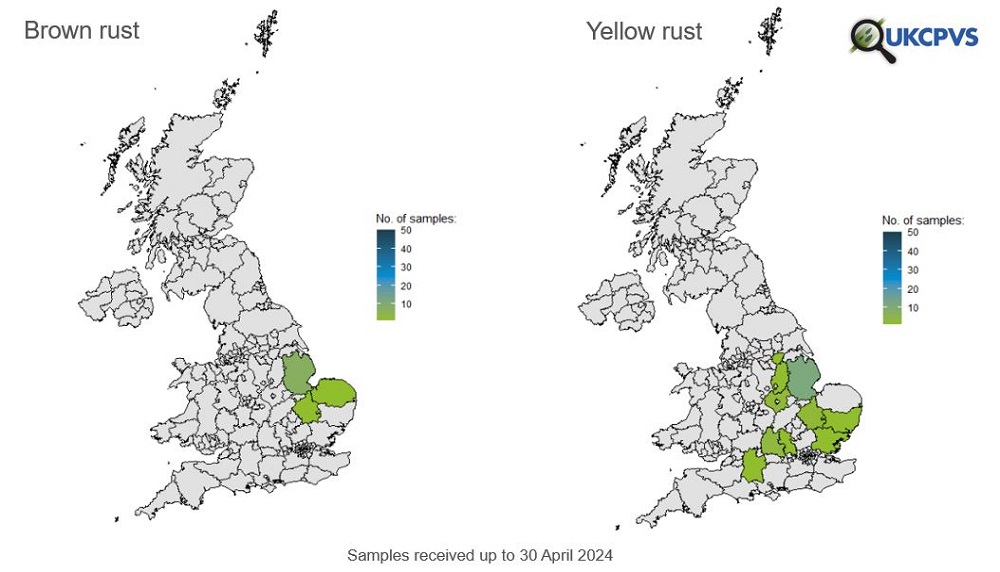 Map of brown and yellow rust samples received by UKCPVS 